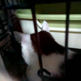 三本足のケイシ、今も酸素室ですの画像