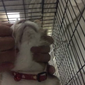 華音さんめの手入れの画像