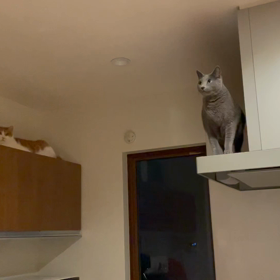 ジャンプ！の画像