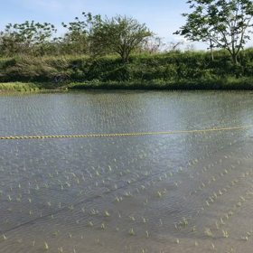 自然栽培米の田んぼでの手作業除草の画像
