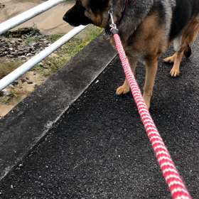 あさんぽの画像