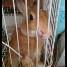 わが家のウサギをトーキングペットを使って、しゃべらせてみた。の画像