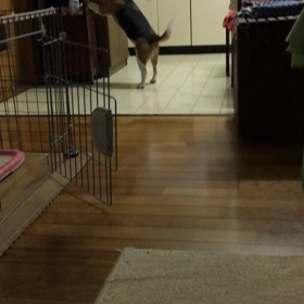 お気に入りのカミ カミおもちゃの画像