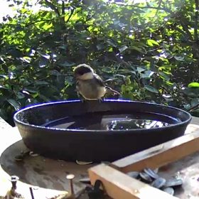 すぎぴたんの事件簿シーズン２　３０２話（きれいな水浴びヤマガラ）の画像