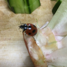 キッチン。の画像