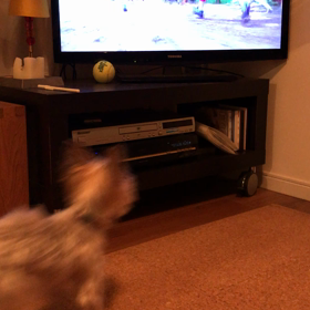 テレビが気になるの画像