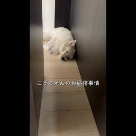 こうちゃんのお昼寝事情の画像