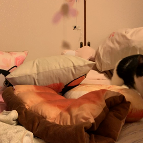 猫じゃらしのお時間ですの画像