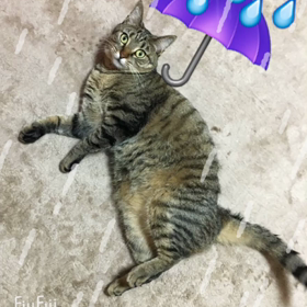 今日は朝から雨だよーの画像