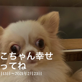 みーこちゃん幸せになってね☺️の画像