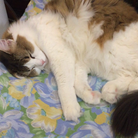 すやすやの画像