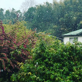 キタキターの画像