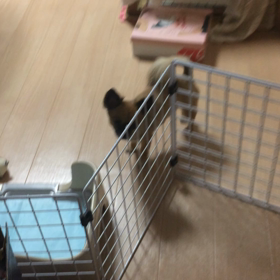 謎の行動の画像