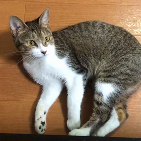 里親募集中！希ちゃんの画像