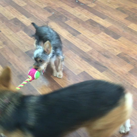 リリーちゃん&ウル君の画像