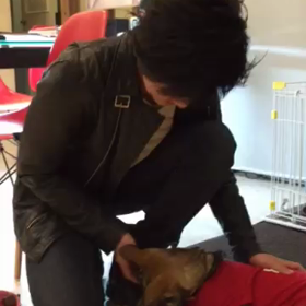 犬と仲良し？？和田将吾の画像