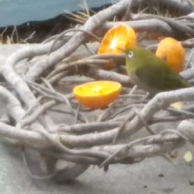 嬉しい！①センセのスピーチ聞き　②メジロが日参し　③言葉コンテストで入選した！めちゃ嬉しい！の画像