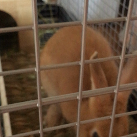 久々のルナ～の画像