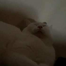 ゴッドハンドの画像