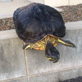 ダイビングの画像