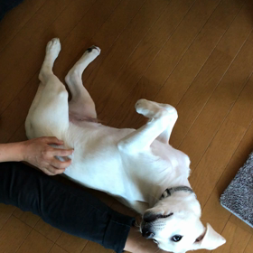 背中を撫でると、、、なぜか？の画像