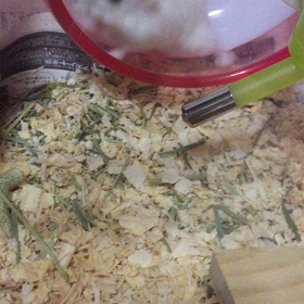 走り過ぎだよぅ(；ﾟ∀ﾟ)の画像