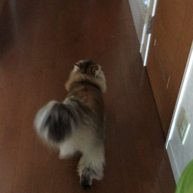 ごはんの時だけか〜の画像