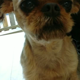 変な爵丸。座ったまま寝る！の画像