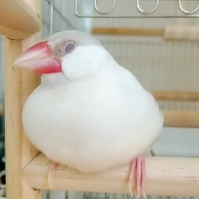 遊びたいけど眠いの画像