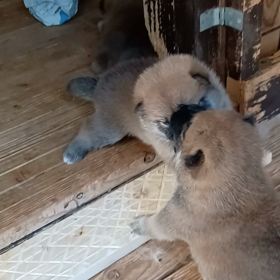 美玲の子２３日目の画像