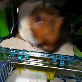 今日はゴールドラッシュの日、ちゃきちビデオ撮れましたの画像