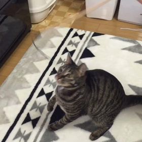 ２１４日目 猫じゃらしの画像