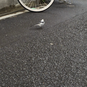 ハクセキレイの画像