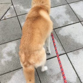 ミルさん散歩❷ スキップ編の画像