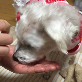 昨日から少しずつだけど。の画像