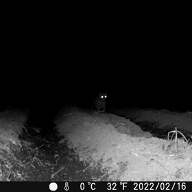 すぎぴたんの事件簿　シーズン２　１８５話（くるぅ～、きっと、くるぅ～(=^・^=)）の画像