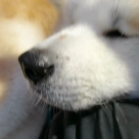 イヤイヤだめ作戦順調！今朝も元気に朝散歩‼️散歩の途中にペキニーズとチワワのブリーダーをやっていの画像