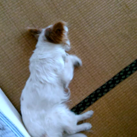 昼寝中の走りはすごいよ！！の画像