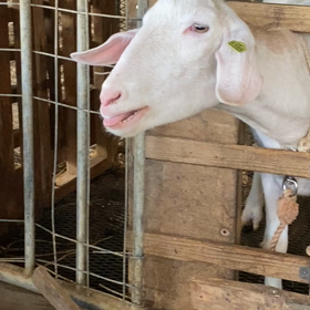 べろべろべろの画像