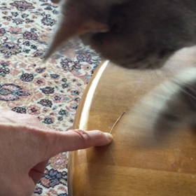 こころちゃんのヒゲの画像