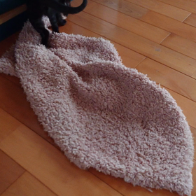 ﾁｭｳ太郎、早くもお引っ越し？！の画像