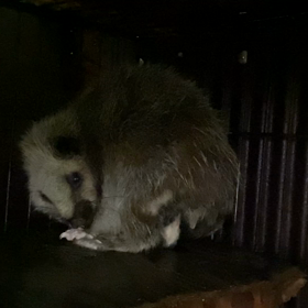 ウスイロクモネズミ　誕生の画像