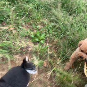 9月29日10わんこと1時間遠  代々木公園の画像