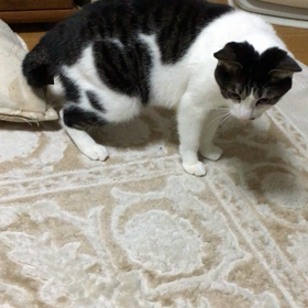 からかう。の画像