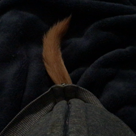 私のパーカーの中で・・・の画像