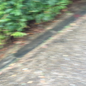 お散歩動画の画像