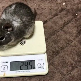 第303/304週 体重測定 その3の画像