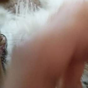 暴れるのも、いつものことの画像