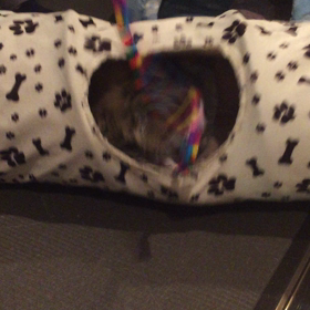 有馬記念の画像