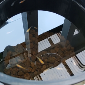 お茶漬けの日々の画像